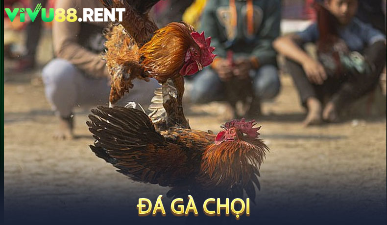 Đá Gà Chọi